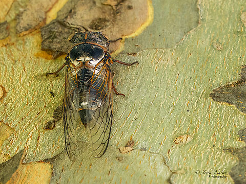 Lyristes plebejus  Animal,Animalia,Arthropoda,Cicadidae,Cicadoidea,Geotagged,Greece,Hemiptera,Insect,Insecta,Lyristes plebejus,Summer,Wildlife