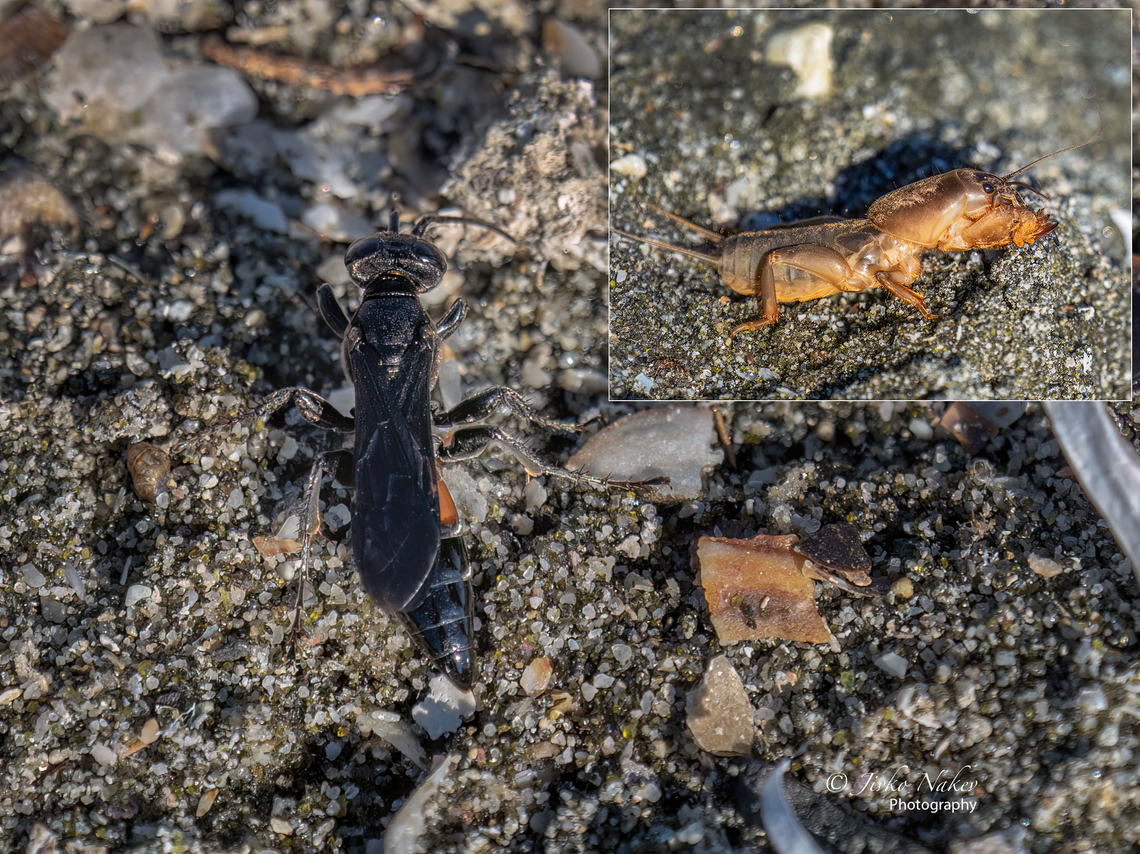 Larra anathema While photographing sea birds, I spotted this wasp on the shore of an inland salt lake near the Black Sea, the city of Pomorie, on the motionless body of mole cricket. She was apparently laying an egg on the victim's body, but I couldn't shoot her at that moment because she flew a little to the side. After about 40-50 seconds, the mole cricket (Gryllotalpa gryllotalpa), apparently paralyzed by the parasitic wasp, recovered and moved away. Animal,Animalia,Apoidea,Arthropoda,Bulgaria,Crabronidae,Europe,Geotagged,Gryllotalpa gryllotalpa,Hymenoptera,Insect,Insecta,Larra anathema,Parasitic,Pomorie wetland complex,Summer,Wetland,Wildlife