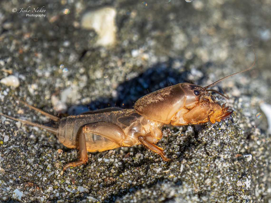 European mole cricket - Gryllotalpa gryllotalpa  Animal,Animalia,Arthropoda,Bulgaria,European mole cricket,Geotagged,Gryllotalpa gryllotalpa,Gryllotalpidae,Insect,Insecta,Orthoptera,Summer,Wildlife