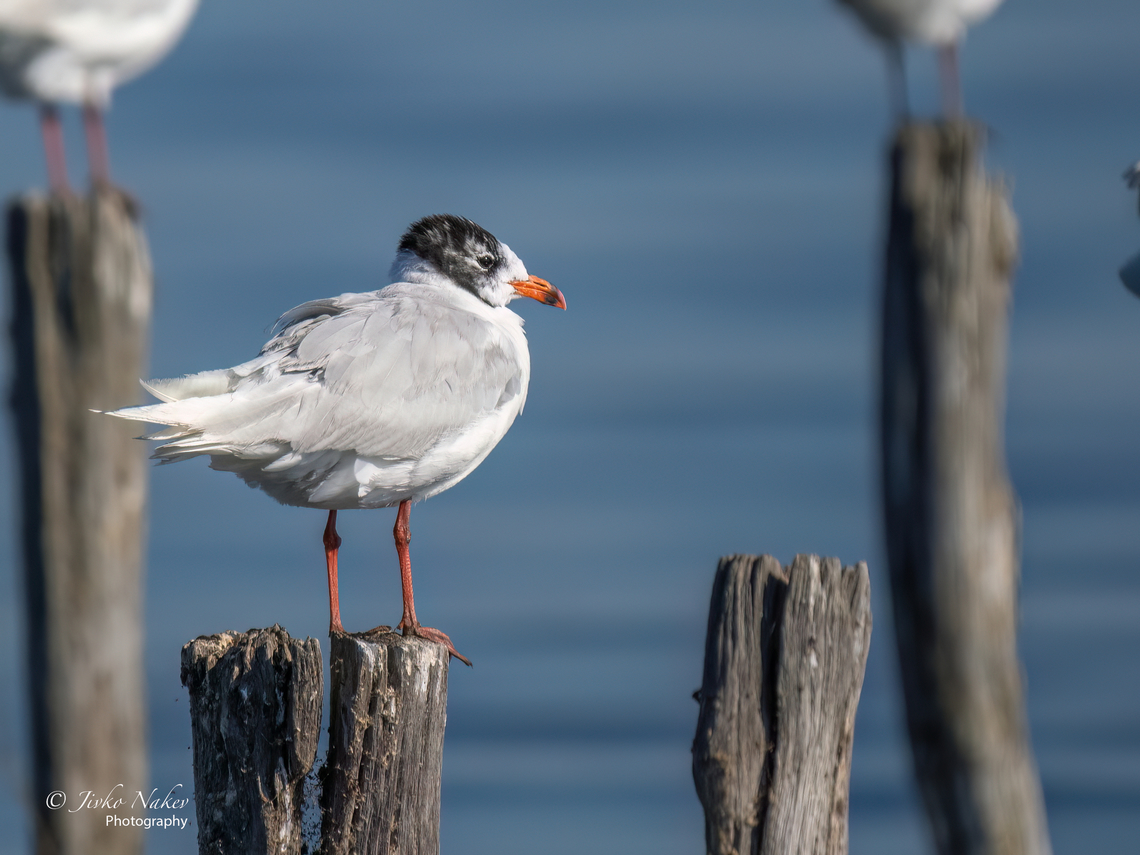Mediterranean gull - Ichthyaetus melanocephalus (Larus melanocephalus)  Animal,Animalia,Aves,Bird,Bulgaria,Charadriiformes,Chordata,Europe,Geotagged,Ichthyaetus melanocephalus,Laridae,Larus melanocephalus,Mediterranean gull,Pomorie wetland complex,Summer,Wetland,Wildlife