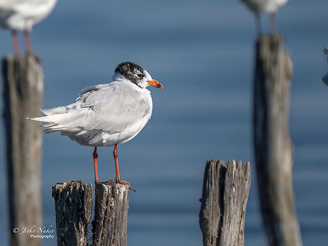 Mediterranean gull - Ichthyaetus melanocephalus (Larus melanocephalus)  Animal,Animalia,Aves,Bird,Bulgaria,Charadriiformes,Chordata,Europe,Geotagged,Ichthyaetus melanocephalus,Laridae,Larus melanocephalus,Mediterranean gull,Pomorie wetland complex,Summer,Wetland,Wildlife