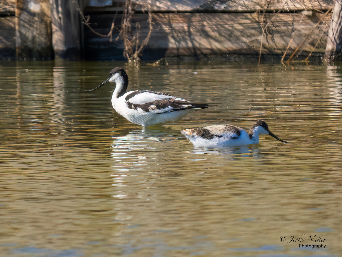 Pied avocet - Recurvirostra avosetta  Animal,Animalia,Aves,Bird,Bulgaria,Charadriiformes,Chordata,Europe,Geotagged,Pied Avocet,Pied avocet,Pomorie wetland complex,Recurvirostra avosetta,Recurvirostridae,Summer,Wetland,Wildlife
