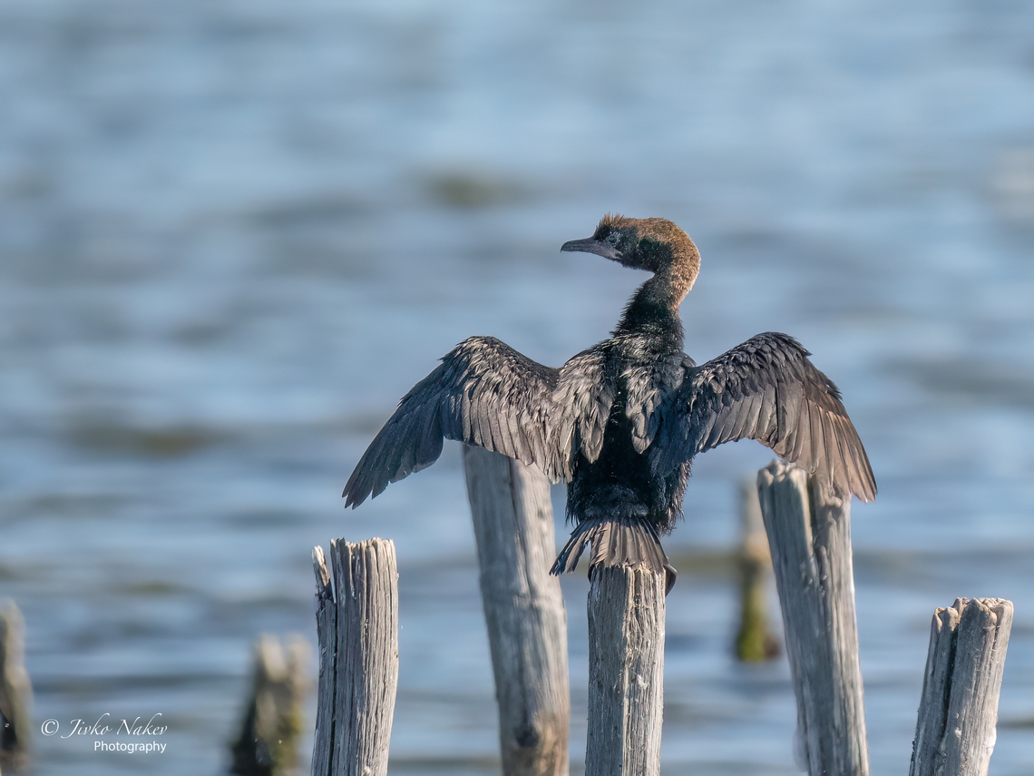 Pygmy cormorant - Microcarbo pygmeus  Animal,Animalia,Aves,Bird,Bulgaria,Chordata,Europe,Geotagged,Microcarbo pygmeus,Phalacrocoracidae,Pomorie wetland complex,Pygmy cormorant,Seabird,Suliformes,Summer,Wetland,Wildlife