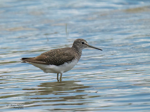 Green sandpiper - Tringa ochropus  Animal,Animalia,Aves,Bird,Charadriiformes,Chordata,Eastern Macedonia,Europe,Evros Delta national park,Geotagged,Greece,Green sandpiper,Scolopacidae,Shorebird,Summer,Tringa ochropus,Wader,Wildlife