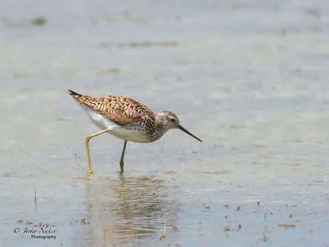 Marsh sandpiper - Tringa stagnatilis  Geotagged,Greece,Marsh Sandpiper,Summer,Tringa stagnatilis