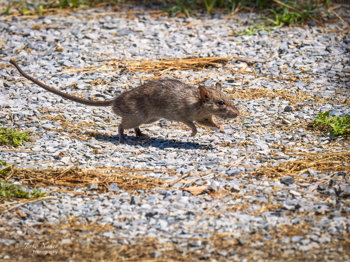 Brown rat - Rattus norvegicus  Animal,Animalia,Brown rat,Central Macedonia,Chordata,Europe,Geotagged,Greece,Mammalia,Muridae,Nea Irakleia,Norway rat,Rattus norvegicus,Rodentia,Summer,Wildlife,mammals
