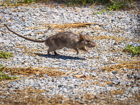 Brown rat - Rattus norvegicus  Animal,Animalia,Brown rat,Central Macedonia,Chordata,Europe,Geotagged,Greece,Mammalia,Muridae,Nea Irakleia,Norway rat,Rattus norvegicus,Rodentia,Summer,Wildlife,mammals