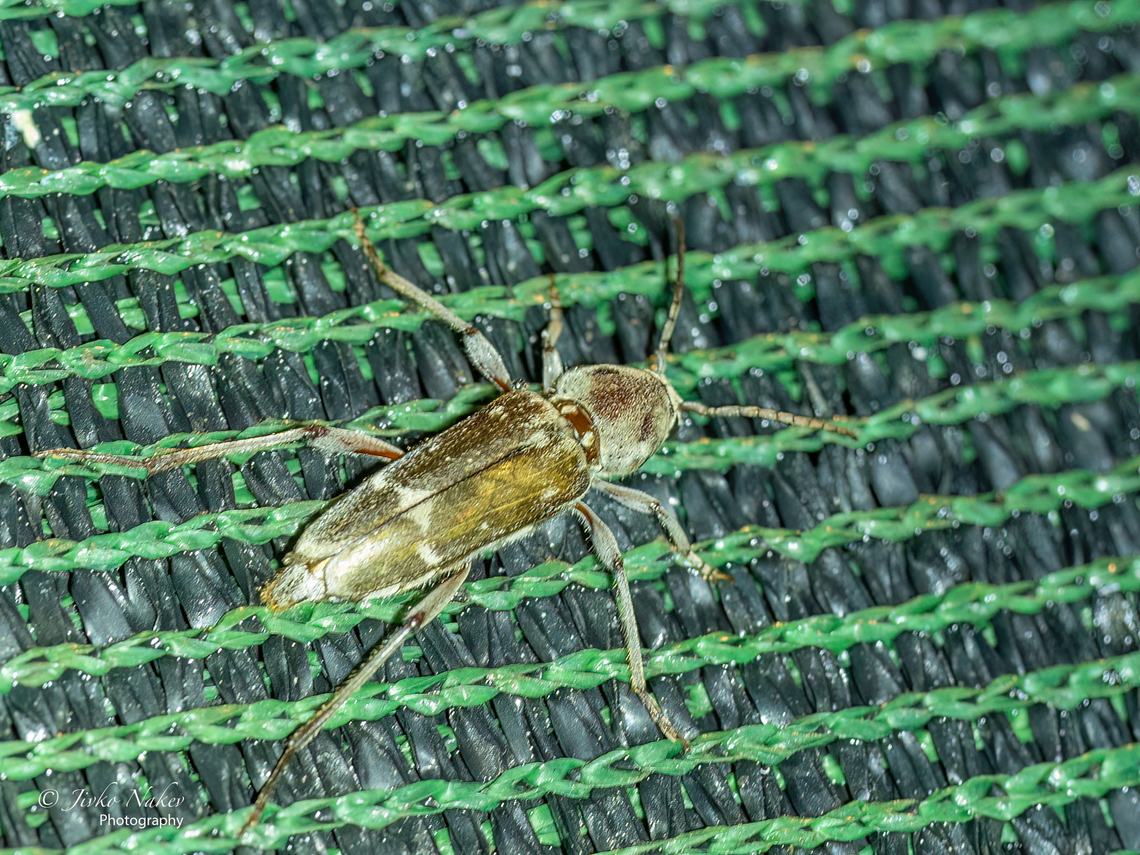 Xylotrechus stebbingi The photo was taken in Greece, Nea Iraklia, Central Macedonia, at night with the help of a torch - I didn&#039;t have a flash, in heavy rain under a shelter, quite an awkward position, so it is not of high quality. According to my searches on the net, this is an introduced species, Xylotrechus stebbingi (entering Europe in the last 30 years). Animal,Animalia,Arthropoda,Central Macedonia,Cerambycidae,Coleoptera,Europe,Geotagged,Greece,Insect,Insecta,Introduced species,Longhorn beetle,Nea Irakleia,Summer,Wildlife,Xylotrechus stebbingi