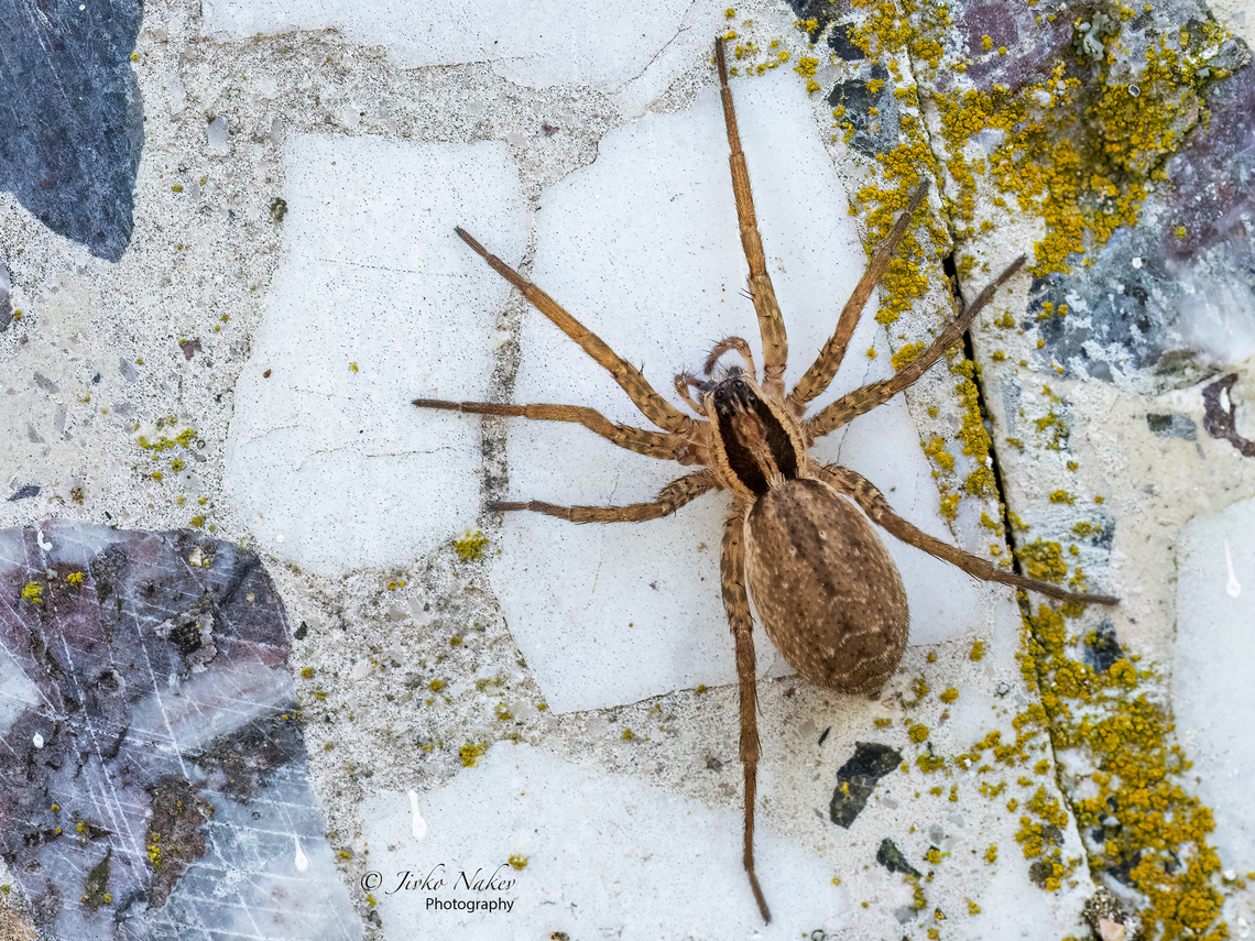 Wolf spider - Hogna graeca  Animal,Animalia,Arachnida,Araneae,Arthropoda,Central Macedonia,Europe,Geotagged,Greece,Hogna graeca,Lycosidae,Nea Irakleia,Summer,Wildlife,Wolf spider
