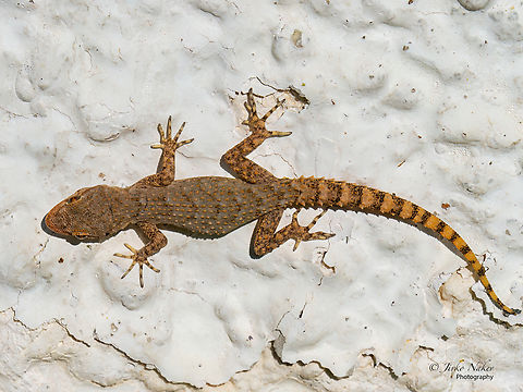 Mediterranean Thintoed Gecko - Mediodactylus kotschyi  Animal,Animalia,Central Macedonia,Chordata,Europe,Gekkonidae,Geotagged,Greece,Kotschy's gecko,Mediodactylus kotschyi,Mediterranean Thintoed Gecko,Nea Irakleia,Reptilia,Squamata,Summer,Wildlife