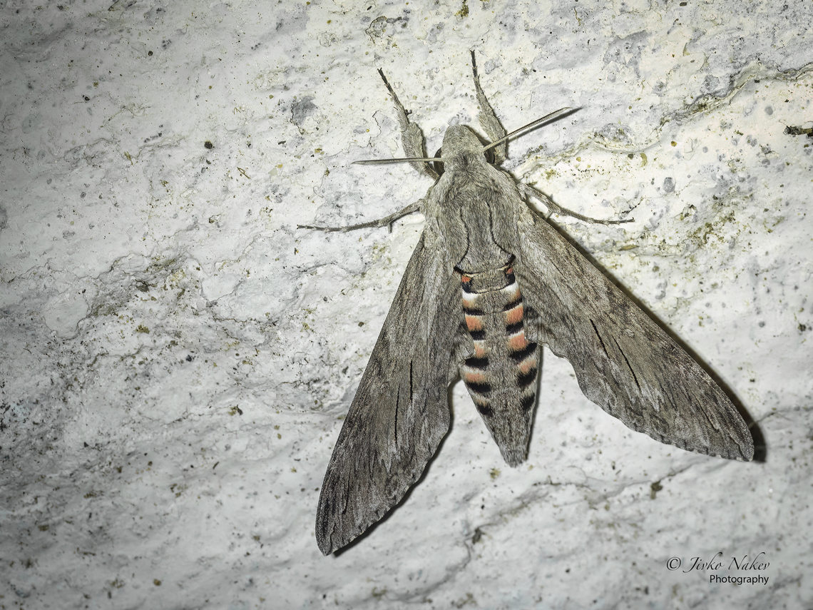 Convolvulus hawk-moth - Agrius convolvuli  Agrius convolvuli,Animal,Animalia,Arthropoda,Bombycoidea,Central Macedonia,Convolvulus Hawkmoth,Convolvulus hawk-moth,Europe,Geotagged,Greece,Hornworm,Insect,Insecta,Lepidoptera,Nea Irakleia,Sphingidae,Sphinx moth,Summer,Wildlife