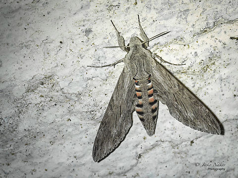 Convolvulus hawk-moth - Agrius convolvuli  Agrius convolvuli,Animal,Animalia,Arthropoda,Bombycoidea,Central Macedonia,Convolvulus Hawkmoth,Convolvulus hawk-moth,Europe,Geotagged,Greece,Hornworm,Insect,Insecta,Lepidoptera,Nea Irakleia,Sphingidae,Sphinx moth,Summer,Wildlife