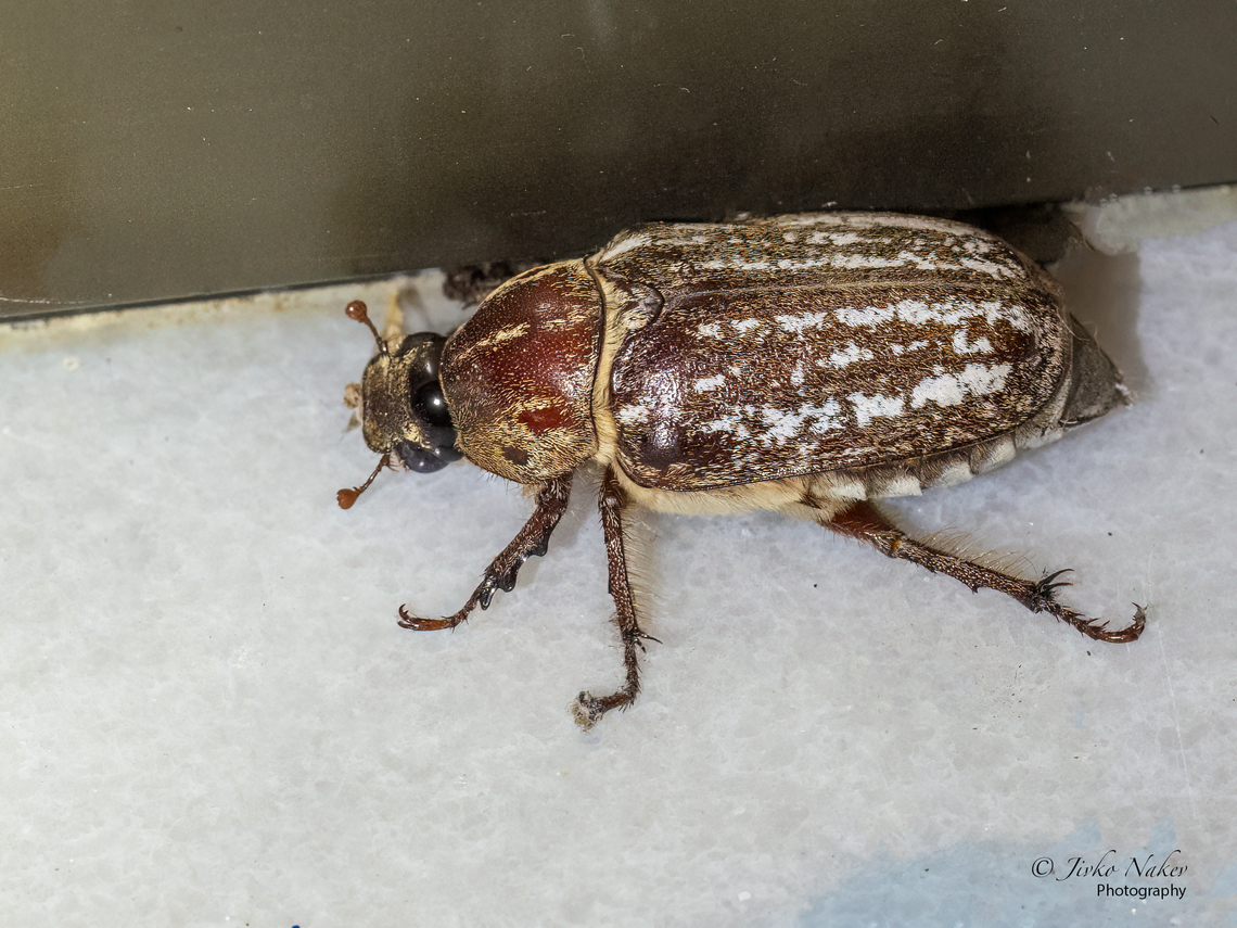 Anoxia (Protanoxia) orientalis female  Animal,Animalia,Anoxia (Protanoxia) orientalis,Arthropoda,Central Macedonia,Coleoptera,Europe,Geotagged,Greece,Insect,Insecta,Nea Irakleia,Scarabaeidae,Scarabeoidea,Summer,Wildlife