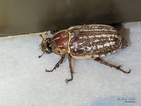 Anoxia (Protanoxia) orientalis female  Animal,Animalia,Anoxia (Protanoxia) orientalis,Arthropoda,Central Macedonia,Coleoptera,Europe,Geotagged,Greece,Insect,Insecta,Nea Irakleia,Scarabaeidae,Scarabeoidea,Summer,Wildlife