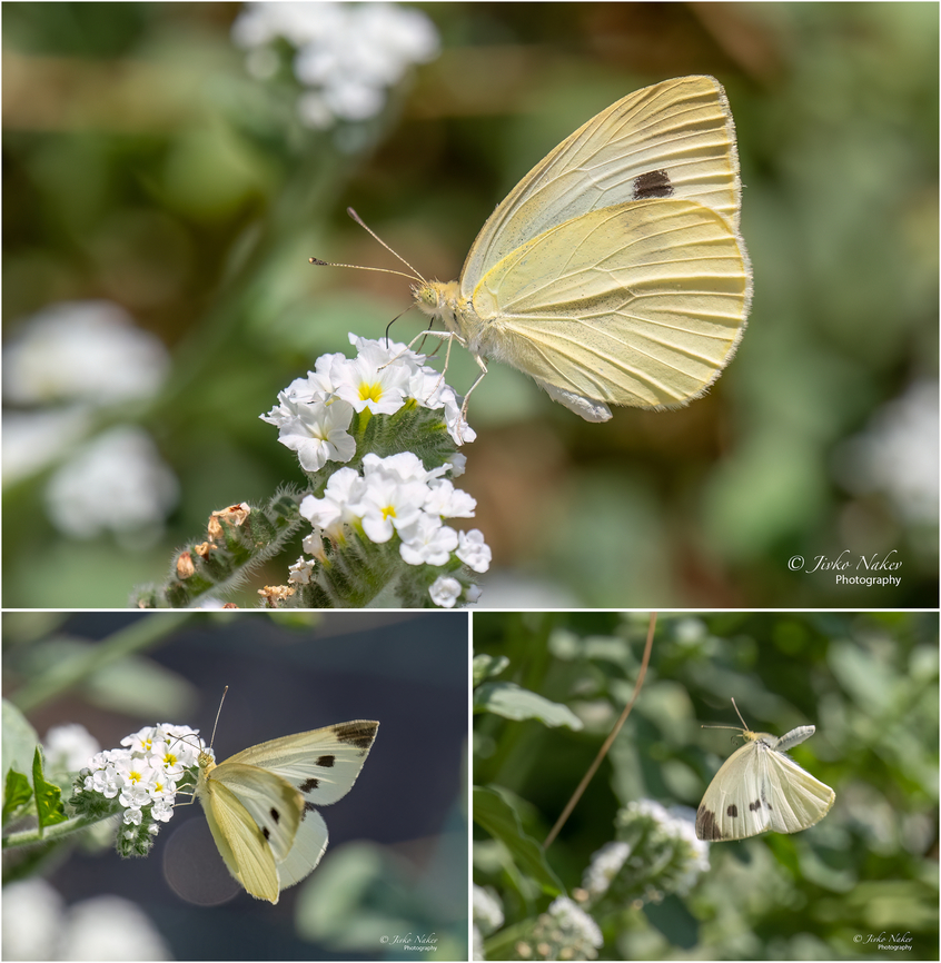 Southern Small White - Pieris mannii  Animalia,Arthropoda,Central Macedonia,Europe,Geotagged,Greece,Insecta,Lepidoptera,Nea Irakleia,Papilionoidea,Pieridae,Pieris mannii,Southern Small White,Southern small white,Summer,Wildlife