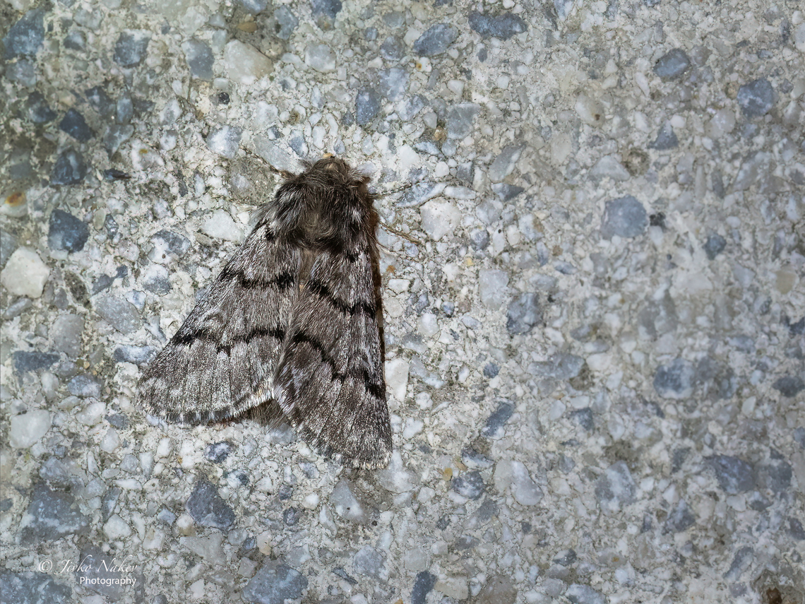 Pine Processionary - Thaumetopoea pityocampa  Animalia,Arthropoda,Geotagged,Greece,Insecta,Lepidoptera,Noctuoidea,Notodontidae,Pine Processionary,Summer,Thaumetopoea pityocampa,Wildlife