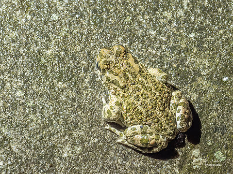 European Green Toad - Bufotes viridis  Amphibia,Animalia,Anura,Bufo viridis,Bufonidae,Bufotes viridis,Chordata,European Green Toad,European green toad,Geotagged,Greece,Nea Irakleia,Pseudepidalea viridis,Summer,Wildlife