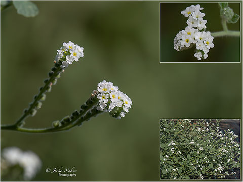 European heliotrope, European turn-sole - Heliotropium europaeum  Boraginales,Central Macedonia,Eudicot,Europe,European heliotrope,European turn-sole,Flowering Plant,Geotagged,Greece,Heliotropiaceae,Heliotropium europaeum,Magnoliophyta,Nea Irakleia,Plantae,Summer,Wildlife