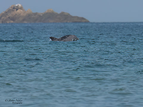 Common Bottlenose Dolphin - Tursiops truncatus A distant photo taken from the beach - I hadn't a big lens with me. A couple of dolphins appeared for a few jumps only. It is difficult to identify it from such a distance, but I still think it is Tursiops truncatus. Animalia,Black sea,Bulgaria,Cetacea,Chordata,Common Bottlenose Dolphin,Common bottlenose dolphin,Delphinidae,Europe,Geotagged,Mammalia,Summer,Tursiops truncatus,Wildlife,mammals