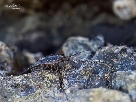 Sea slater - Ligia italica  Animalia,Arthropoda,Black sea,Bulgaria,Europe,Geotagged,Isopoda,Ligia italica,Ligiidae,Malacostraca,Rock louse,Sea Slater,Sea slater,Summer,Wildlife