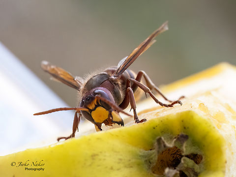 European hornet - Vespa crabro This hornet was very persistent in trying to eat my piece of apple! Ahtopol,Animalia,Arthropoda,Bulgaria,Europe,European Hornet,European hornet,Geotagged,Hymenoptera,Insecta,Summer,Vespa crabro,Vespidae,Vespoidea,Wildlife