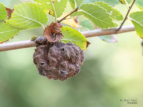 Woolly elm aphid gall - Eriosoma lanuginosum  Ahtopol,Animalia,Aphididae,Aphidomorpha,Arthropoda,Bulgaria,Eriosoma lanuginosum,Europe,Geotagged,Hemiptera,Insecta,Summer,Wildlife,Woolly elm aphid