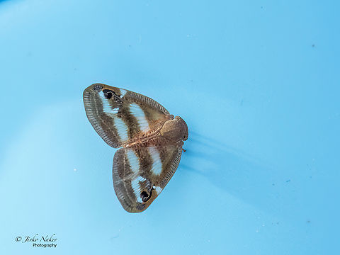 Orosanga japonica (Ricania japonica)  Ahtopol,Animalia,Arthropoda,Bulgaria,Europe,Fulgoroidea,Geotagged,Hemiptera,Insecta,Invasive species,Orosanga japonica,Pest species,Planthopper,Ricania japonica,Ricaniidae,Summer,Wildlife