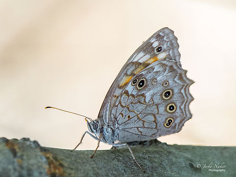 Lattice brown - Paragre roxelana  Ahtopol,Animalia,Arthropoda,Brush-footed butterfly,Bulgaria,Europe,Geotagged,Insecta,Kirinia roxelana,Lattice brown,Lepidoptera,Nymphalidae,Papilionoidea,Paragre roxelana,Summer,Wildlife