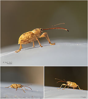 Chestnut weevil - Curculio elephas  Acorn weevil,Ahtopol,Animalia,Arthropoda,Bulgaria,Chestnut weevil,Coleoptera,Curculio,Curculio elephas,Curculionidae,Curculionoidea,Europe,Geotagged,Insecta,Nut weevil,Pest species,Summer,Wildlife