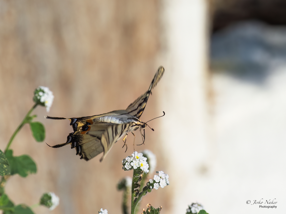 Scarce swallowtail - Iphiclides podalirius  Animalia,Arthropoda,Central Macedonia,Europe,Geotagged,Greece,Insecta,Iphiclides podalirius,Lepidoptera,Nea Irakleia,Papilionidae,Papilionoidea,Scarce Swallowtail,Scarce swallowtail,Summer,Swallowtail butterfly,Wildlife
