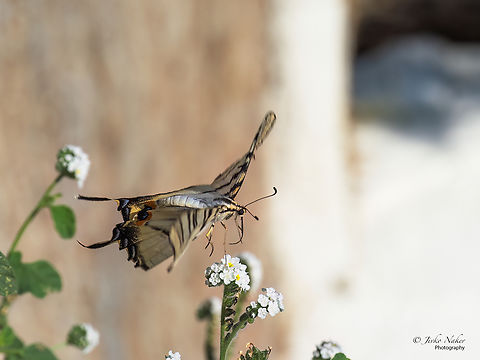 Scarce swallowtail - Iphiclides podalirius  Animalia,Arthropoda,Central Macedonia,Europe,Geotagged,Greece,Insecta,Iphiclides podalirius,Lepidoptera,Nea Irakleia,Papilionidae,Papilionoidea,Scarce Swallowtail,Scarce swallowtail,Summer,Swallowtail butterfly,Wildlife
