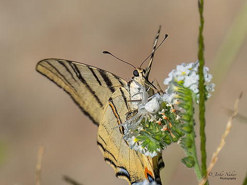 White flower crab spider - Thomisus onustus When I was photographing chasing the butterfly (Scarce swallowtail - Iphiclides podalirius), I didn't notice this lovely spider at all. I was shooting with a larger lens from a distance of about 3 m. Now reviewing the photos on the computer, I saw this scene. Apparently, the butterfly was lucky that the spider had already caught its prey and did not pay attention to it. Animalia,Arachnida,Araneae,Arthropoda,Central Macedonia,Europe,Flower crab spider,Geotagged,Greece,Insecta,Iphiclides podalirius,Lepidoptera,Nea Irakleia,Papilionidae,Papilionoidea,Pink Crab Spider,Scarce swallowtail,Summer,Swallowtail butterfly,Thomisidae