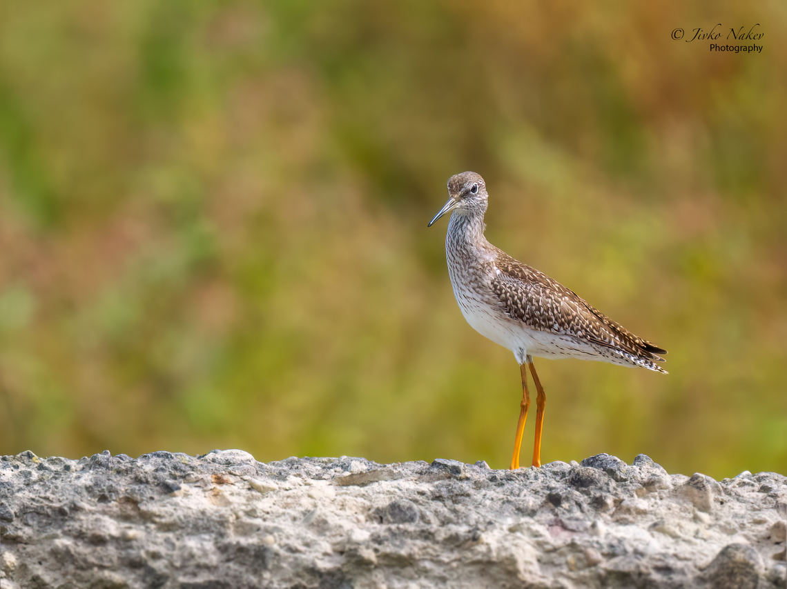 Common redshank juvenile - Tringa totanus  Animalia,Aves,Bird,Bulgaria,Charadriiformes,Chordata,Common redshank,Europe,Geotagged,Mramor reservoir,Scolopacidae,Shorebird,Sofia,Summer,Tringa totanus,Wader,Wildlife