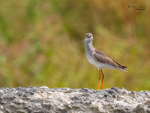Common redshank juvenile - Tringa totanus  Animalia,Aves,Bird,Bulgaria,Charadriiformes,Chordata,Common redshank,Europe,Geotagged,Mramor reservoir,Scolopacidae,Shorebird,Sofia,Summer,Tringa totanus,Wader,Wildlife