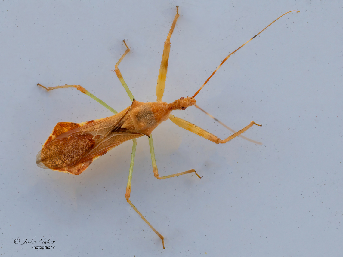 Assassin bug - Nagusta goedelii Yesterday, the 27th Sep, I found this little guy on the window sill of my apartment and was kind enough to pose for a couple of shots.<br />
<figure class="photo"><a href="https://www.jungledragon.com/image/141384/assassin_bug_-_nagusta_goedelii.html" title="Assassin bug - Nagusta goedelii"><img src="https://s3.amazonaws.com/media.jungledragon.com/images/1332/141384_thumb.jpg?AWSAccessKeyId=05GMT0V3GWVNE7GGM1R2&Expires=1769040010&Signature=kM%2B61TnJNwM%2BuaDrTrzpswxcwKw%3D" width="200" height="152" alt="Assassin bug - Nagusta goedelii https://www.jungledragon.com/image/141383/assassin_bug_-_nagusta_goedelii.html Animalia,Arthropoda,Assassin bug,Bulgaria,Europe,Fall,Geotagged,Hemiptera,Insecta,Nagusta goedelii,Reduviidae,Reduvoidea,Sofia,Wildlife" /></a></figure><br />
 Animalia,Arthropoda,Assassin bug,Bulgaria,Europe,Fall,Geotagged,Hemiptera,Insecta,Nagusta goedelii,Reduviidae,Reduvoidea,Sofia,Wildlife