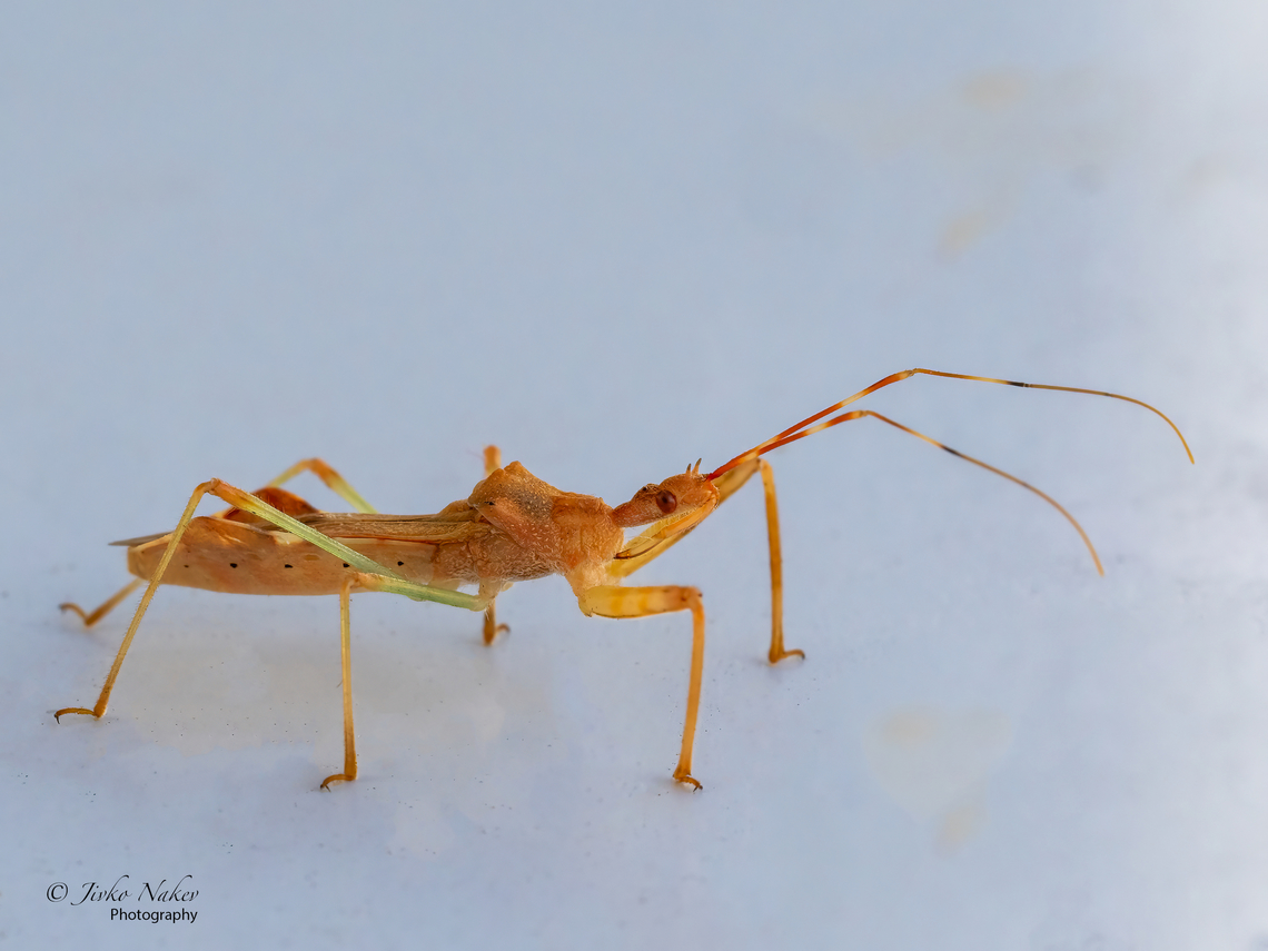 Assassin bug - Nagusta goedelii <figure class="photo"><a href="https://www.jungledragon.com/image/141383/assassin_bug_-_nagusta_goedelii.html" title="Assassin bug - Nagusta goedelii"><img src="https://s3.amazonaws.com/media.jungledragon.com/images/1332/141383_thumb.jpg?AWSAccessKeyId=05GMT0V3GWVNE7GGM1R2&Expires=1759968010&Signature=Fm4Thp9UTPcuu2VfDi6Hdz3PcEk%3D" width="200" height="150" alt="Assassin bug - Nagusta goedelii Yesterday, the 27th Sep, I found this little guy on the window sill of my apartment and was kind enough to pose for a couple of shots.<br />
https://www.jungledragon.com/image/141384/assassin_bug_-_nagusta_goedelii.html<br />
 Animalia,Arthropoda,Assassin bug,Bulgaria,Europe,Fall,Geotagged,Hemiptera,Insecta,Nagusta goedelii,Reduviidae,Reduvoidea,Sofia,Wildlife" /></a></figure> Animalia,Arthropoda,Assassin bug,Bulgaria,Europe,Fall,Geotagged,Hemiptera,Insecta,Nagusta goedelii,Reduviidae,Reduvoidea,Sofia,Wildlife