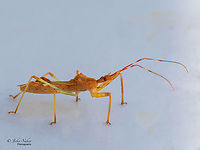 Assassin bug - Nagusta goedelii https://www.jungledragon.com/image/141383/assassin_bug_-_nagusta_goedelii.html Animalia,Arthropoda,Assassin bug,Bulgaria,Europe,Fall,Geotagged,Hemiptera,Insecta,Nagusta goedelii,Reduviidae,Reduvoidea,Sofia,Wildlife