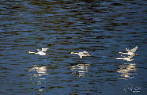 Swans in flight low over the water surface of the Danube River - Cygnus olor Yesterday in Serbia in the early morning I managed to capture these swans from my campsite. Anatidae,Animal,Animalia,Anseriformes,Aves,Belgrade region,Bird,Chordata,Cygnus olor,Europe,Fall,Geotagged,Mute swan,Serbia,Wildlife,Zemun