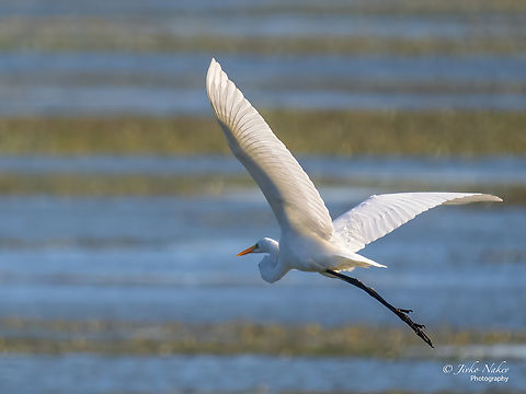Great white egret - Ardea alba  Animal,Animalia,Ardea alba,Ardeidae,Aves,Baranda,Bird,Chordata,Europe,Fall,Geotagged,Great egret,Pelecaniformes,Serbia,Vojvodina,Wildlife