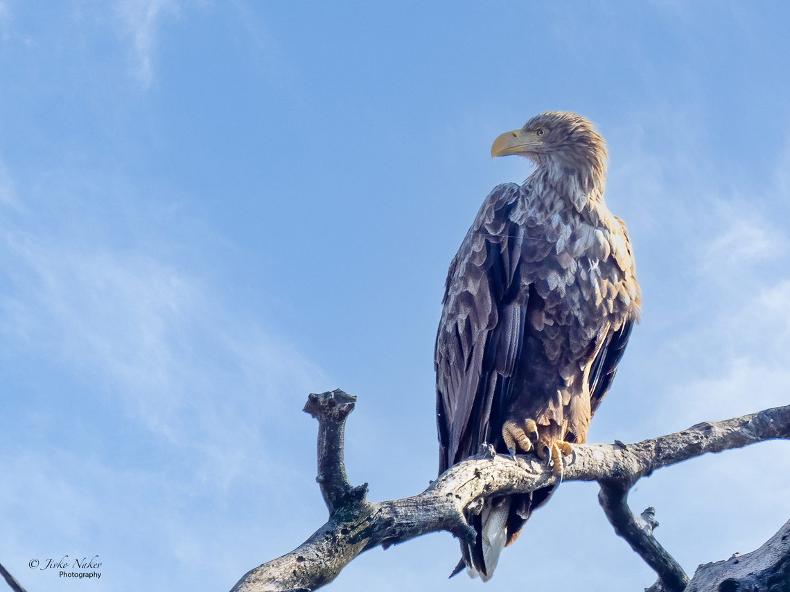 White-tailed eagle - Haliaeetus albicilla This guy made my day yesterday at Kopacki Rit Nature Park in Croatia. Accipitridae,Accipitriformes,Animal,Animalia,Aves,Bird,Bird of prey,Chordata,Croatia,Europe,Fall,Geotagged,Haliaeetus albicilla,Kopacki Rit Nature Park,Osijek-Baranja,White-tailed eagle,Wildlife