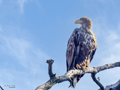 White-tailed eagle - Haliaeetus albicilla This guy made my day yesterday at Kopacki Rit Nature Park in Croatia. Accipitridae,Accipitriformes,Animal,Animalia,Aves,Bird,Bird of prey,Chordata,Croatia,Europe,Fall,Geotagged,Haliaeetus albicilla,Kopacki Rit Nature Park,Osijek-Baranja,White-tailed eagle,Wildlife