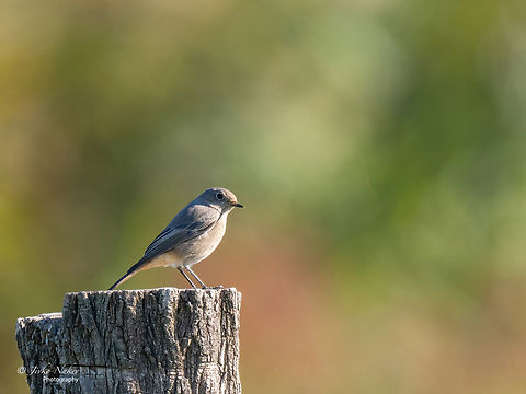 Black redstart - Phoenicurus ochruros This photo is from Hortobagy National Park - Hungary. One of the top birding hotspots. I recorded 39 species of birds yesterday but photographed only a few of them. I shall upload some more country intros in the next few days. Animal,Animalia,Aves,Bird,Black Redstart,Black redstart,Chordata,Europe,Fall,Geotagged,Hortobagy National Park,Hungary,Muscicapidae,Northern Great Plain,Passeriformes,Passerine,Phoenicurus ochruros,Wildlife