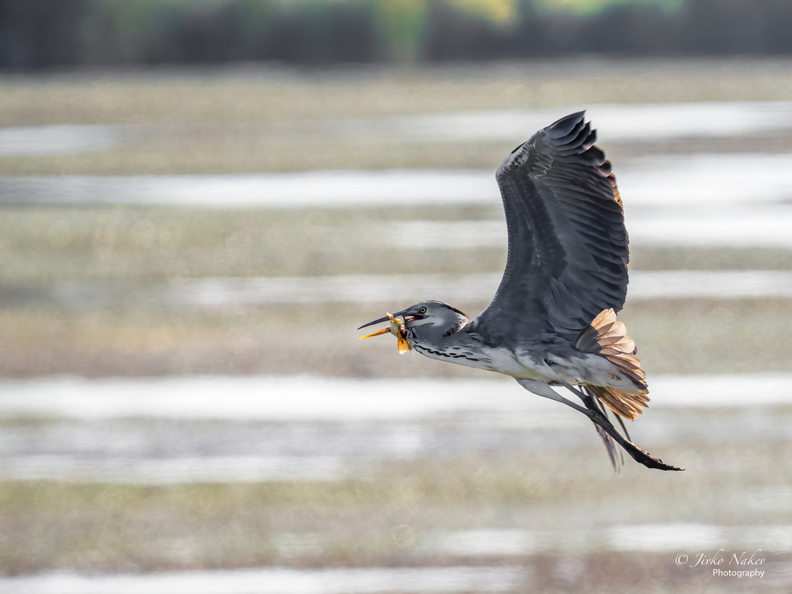 Gray heron with lunch - Ardea cinerea  Animal,Animalia,Ardea cinerea,Ardeidae,Aves,Bird,Chordata,Europe,Fall,Geotagged,Gray heron,Grey heron,Hortobagy National Park,Hungary,Northern Great Plain,Pelecaniformes,Wildlife