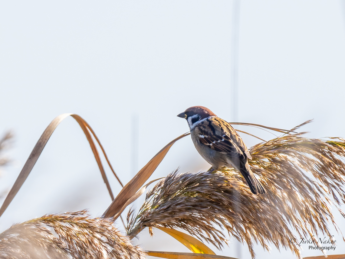 Tree sparrow - Passer montanus  Animal,Animalia,Aves,Bird,Chordata,Eurasian Tree Sparrow,Eurasian tree sparrow,Europe,Fall,Geotagged,Hortobagy National Park,Hungary,Northern Great Plain,Passer montanus,Passeridae,Passeriformes,Passerine,Wildlife