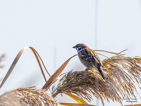 Tree sparrow - Passer montanus  Animal,Animalia,Aves,Bird,Chordata,Eurasian Tree Sparrow,Eurasian tree sparrow,Europe,Fall,Geotagged,Hortobagy National Park,Hungary,Northern Great Plain,Passer montanus,Passeridae,Passeriformes,Passerine,Wildlife