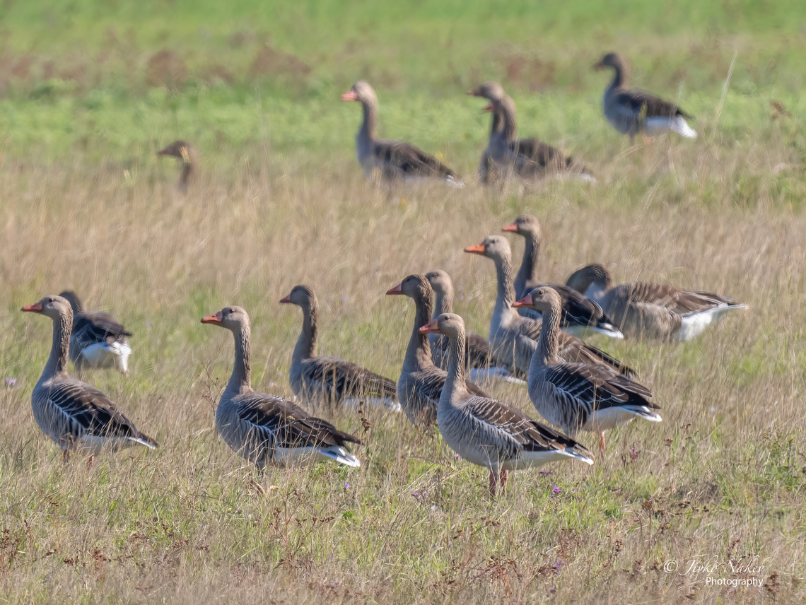 Greylag geese - Anser anser There were about 5000 geese in the lakes and the meadows around.  Anatidae,Animal,Animalia,Anser anser,Anseriformes,Aves,Bird,Chordata,Fall,Geotagged,Greylag goose,Hortobagy National Park,Hungary,Migratory bird,Wildlife