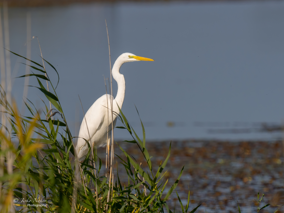 Great egret - Ardea alba  Animal,Animalia,Ardea alba,Ardeidae,Aves,Bird,Chordata,Europe,Fall,Geotagged,Great egret,Hortobagy National Park,Hungary,Northern Great Plain,Pelecaniformes,Wildlife