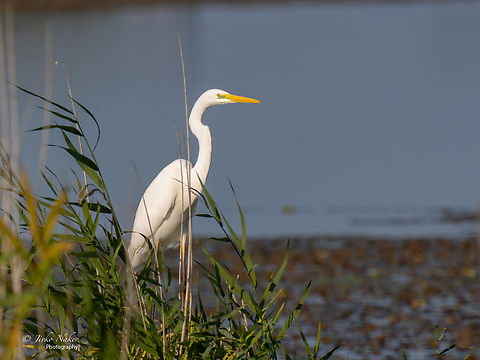 Great egret - Ardea alba  Animal,Animalia,Ardea alba,Ardeidae,Aves,Bird,Chordata,Europe,Fall,Geotagged,Great egret,Hortobagy National Park,Hungary,Northern Great Plain,Pelecaniformes,Wildlife