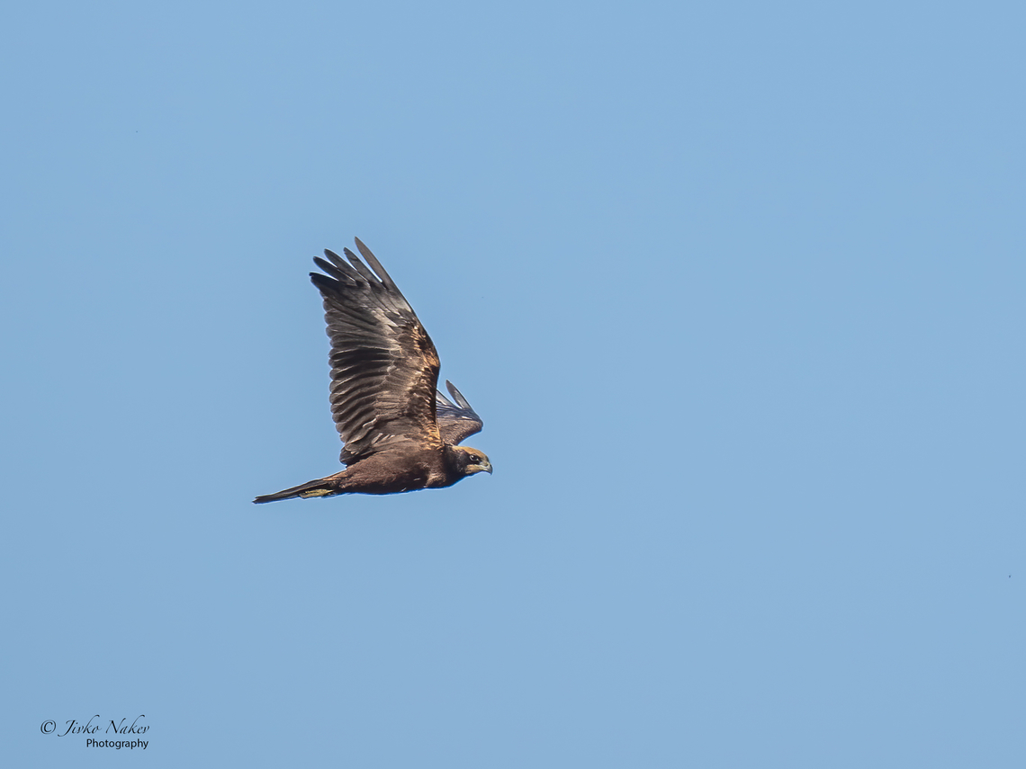 Western marsh harrier - Circus aeruginosus  Accipitridae,Accipitriformes,Animal,Animalia,Aves,Bird,Bird of prey,Chordata,Circus aeruginosus,Europe,Fall,Geotagged,Hortobagy National Park,Hungary,Northern Great Plain,Western marsh harrier,Wildlife