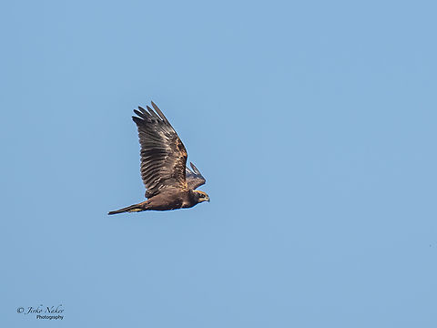 Western marsh harrier - Circus aeruginosus  Accipitridae,Accipitriformes,Animal,Animalia,Aves,Bird,Bird of prey,Chordata,Circus aeruginosus,Europe,Fall,Geotagged,Hortobagy National Park,Hungary,Northern Great Plain,Western marsh harrier,Wildlife